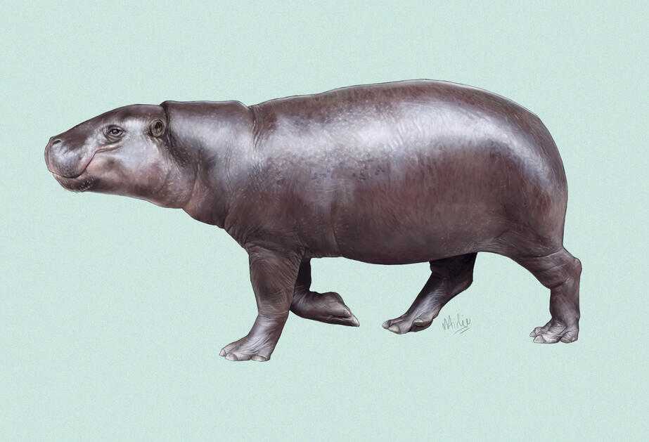 Pygmy Hippo