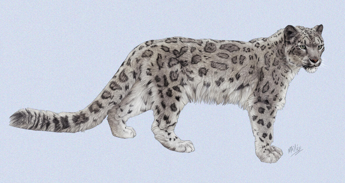 Snow Leopard