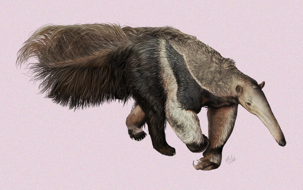 Anteater